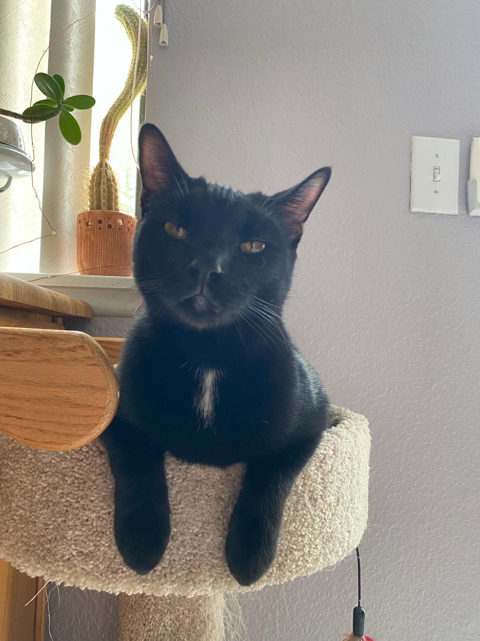 Monty, Adoptable, Young Male Domestic Short Hair.