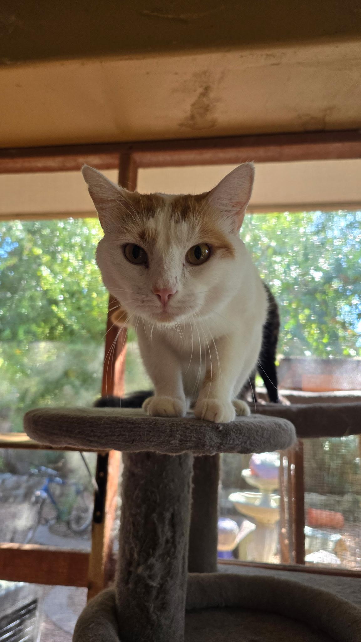 Patrick, a ADOPTABLE American Shorthair in Chandler, AZ image 2/4