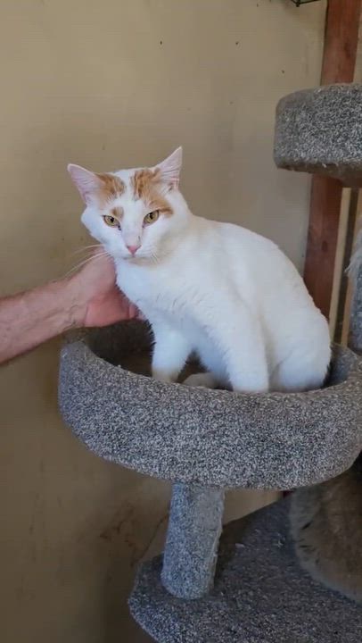 Enlarge Patrick, a ADOPTABLE American Shorthair in Chandler, AZ video 3/4