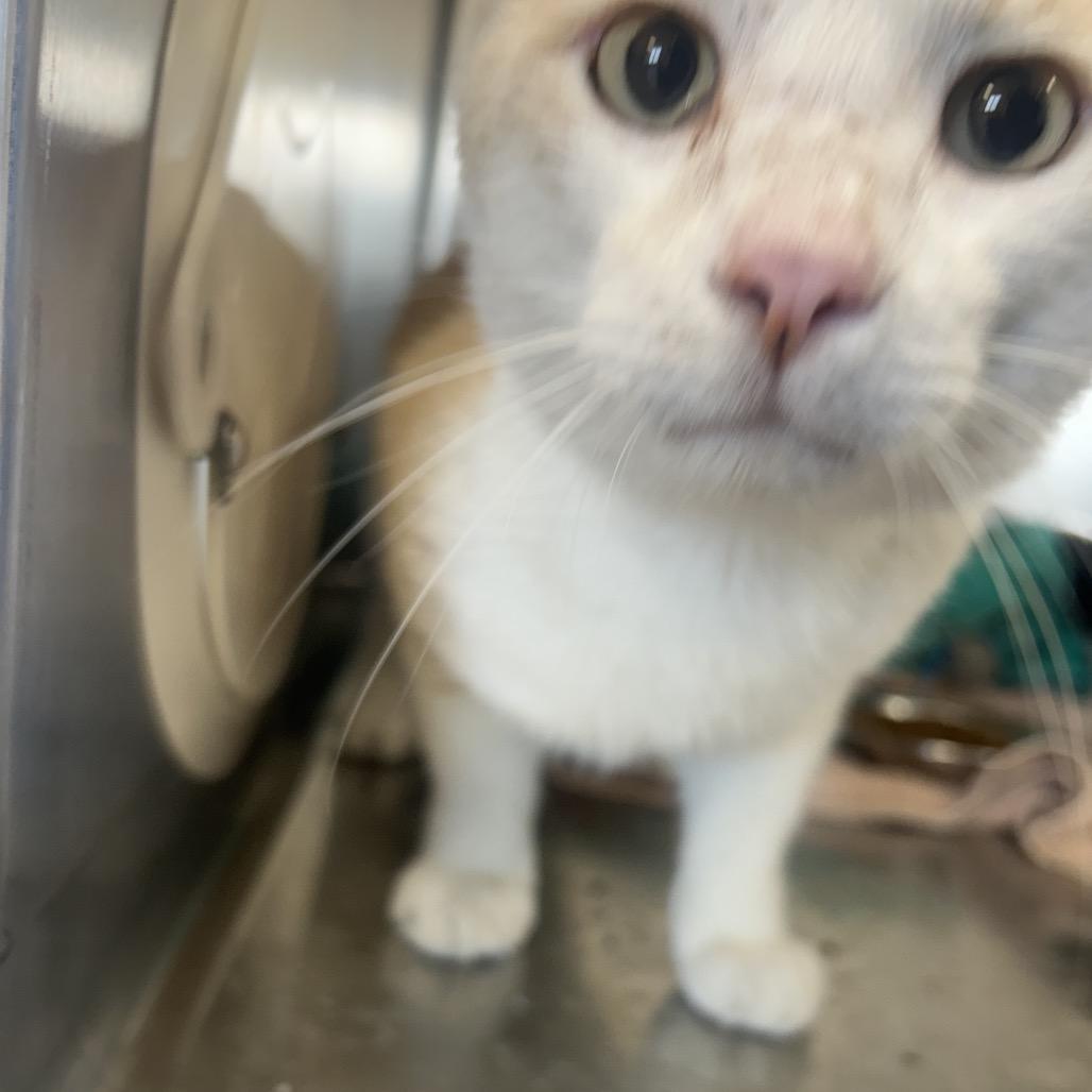 Carmey, Adoptable, Adult Male Domestic Short Hair.