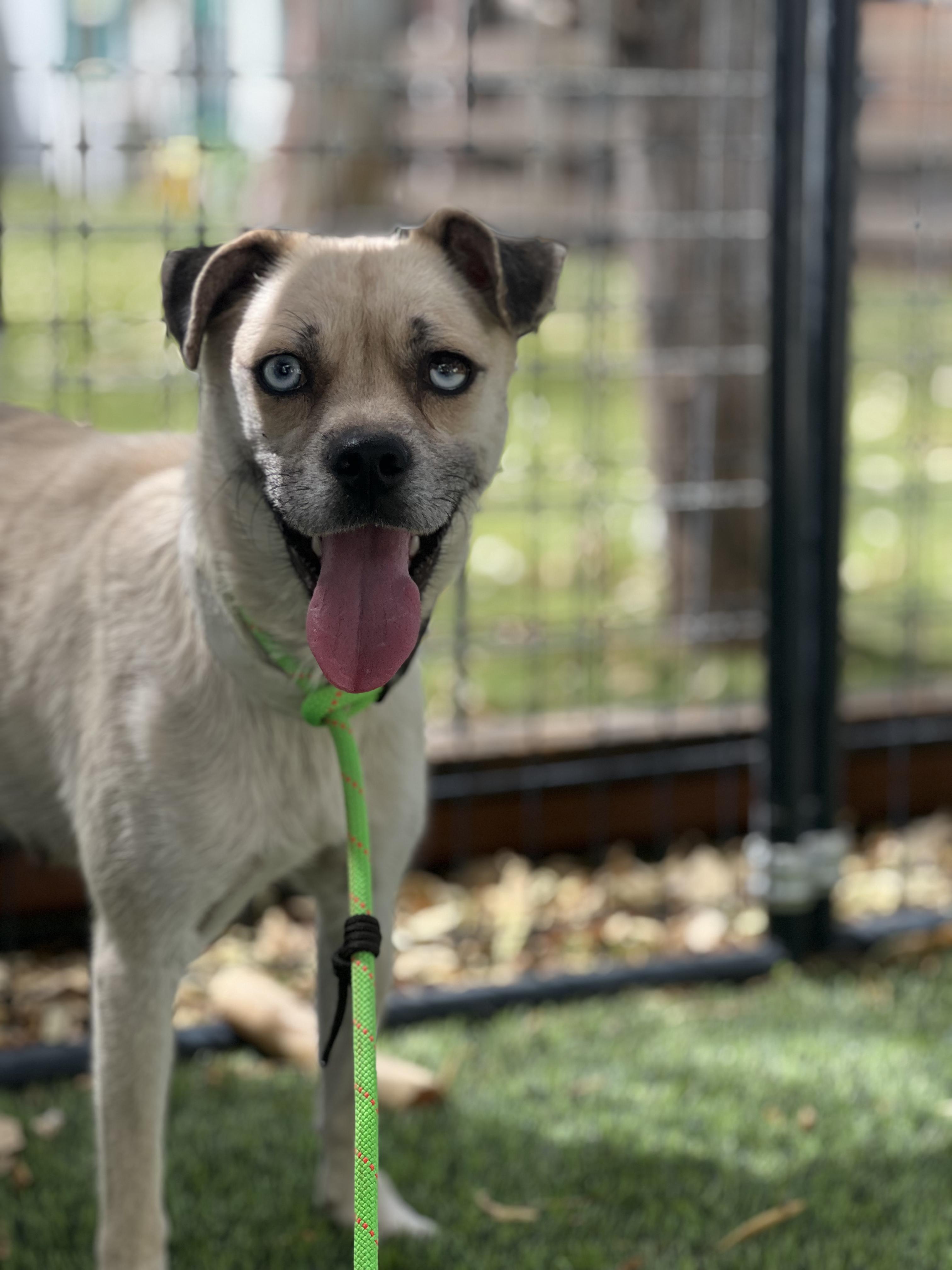 Sapphire, a ADOPTABLE mixed breed in West Hollywood, CA image 3/3