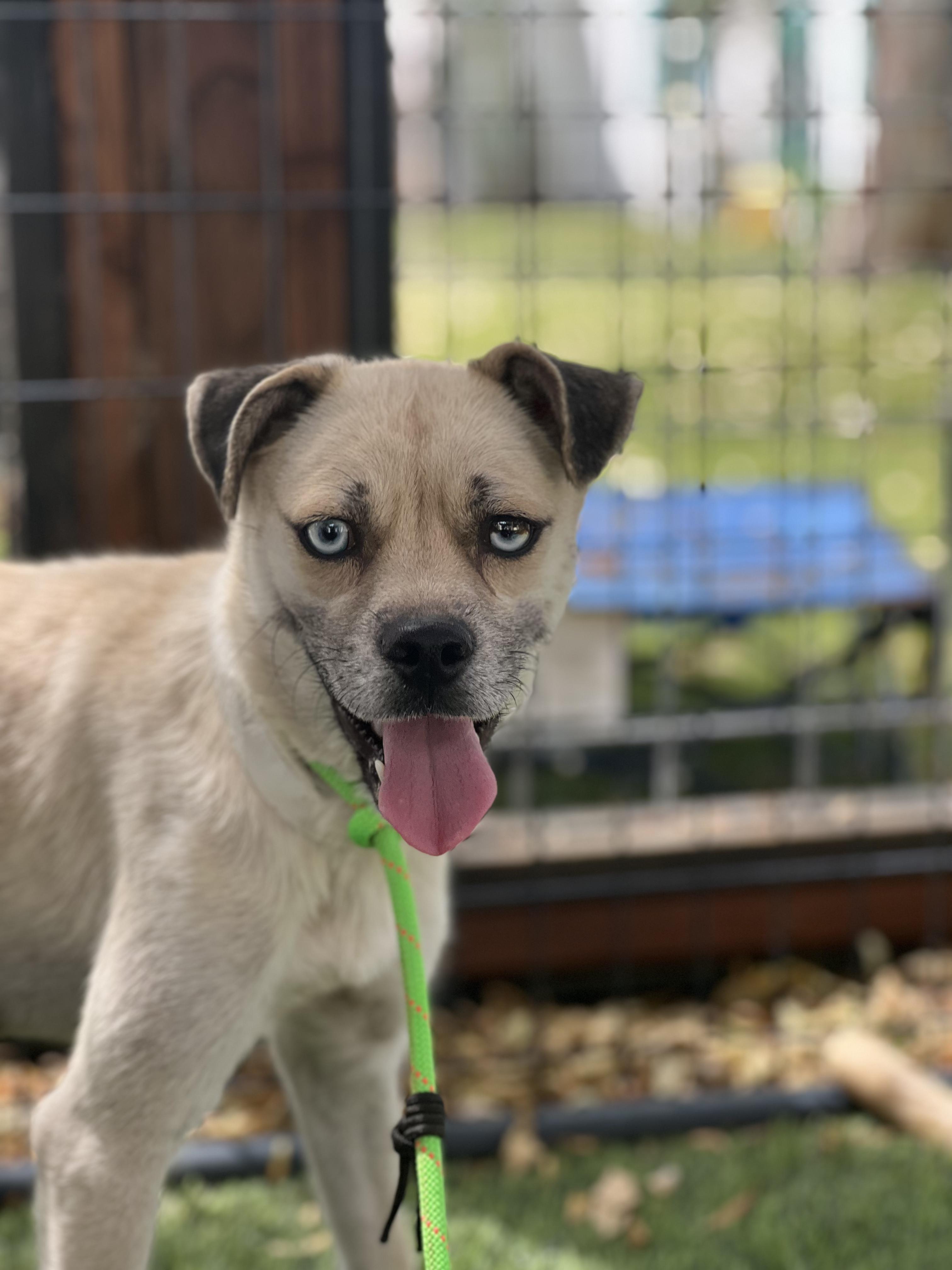 Sapphire, ADOPTABLE, Young Female Border Terrier & Puggle.