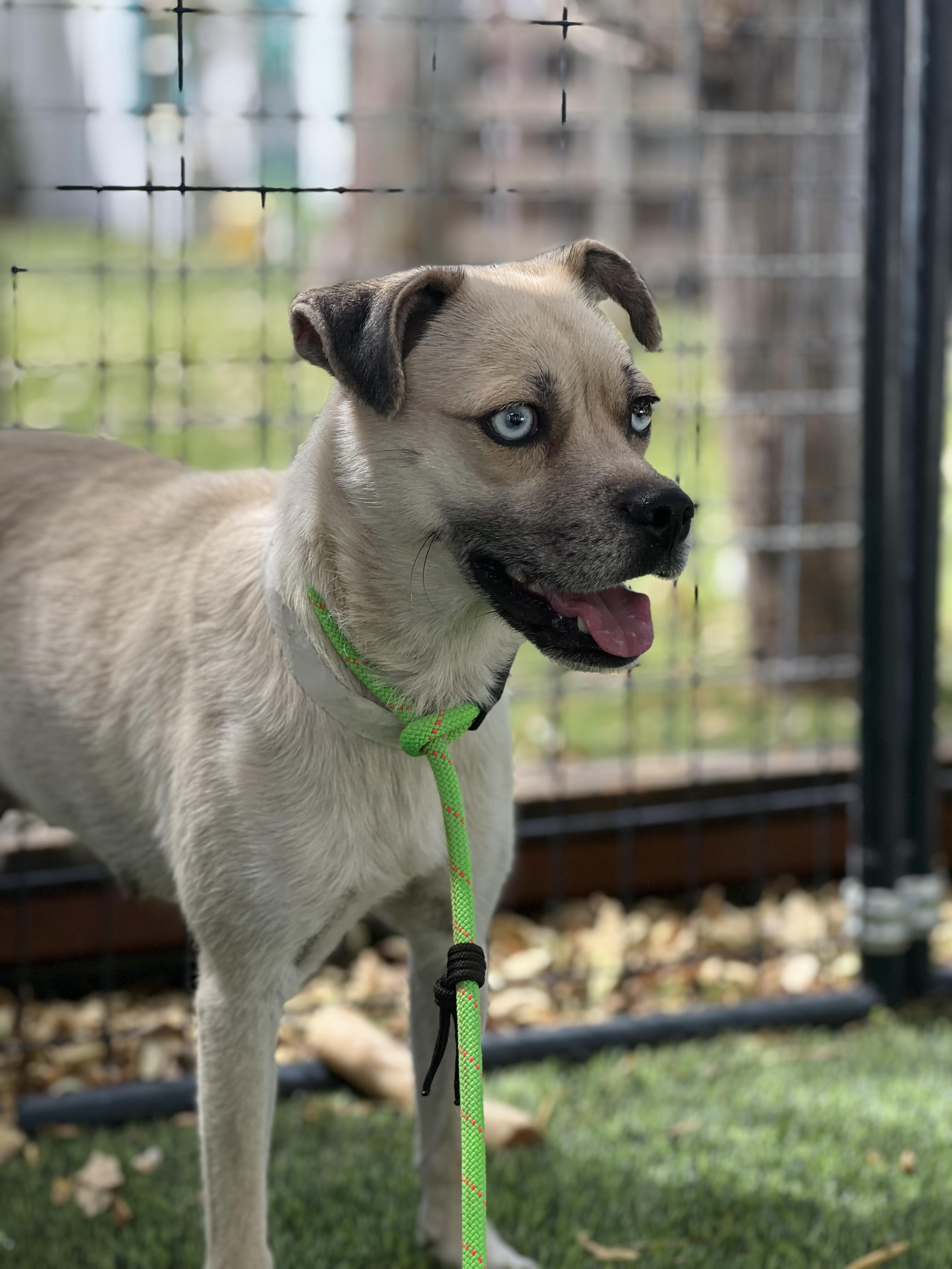 Sapphire, a ADOPTABLE mixed breed in West Hollywood, CA image 2/3