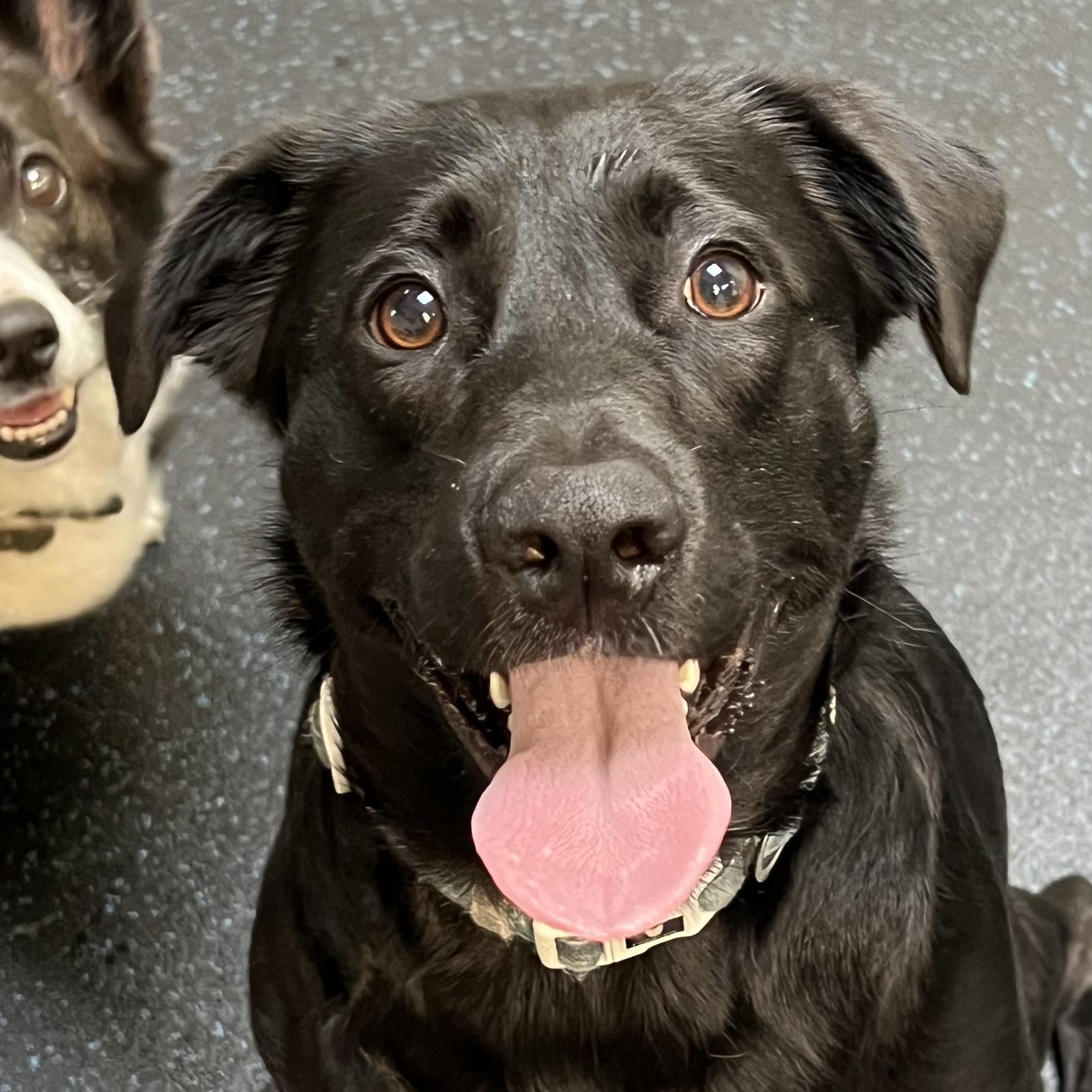 Enlarge Missy, a ADOPTABLE mixed breed in San Francisco, CA image 1/4