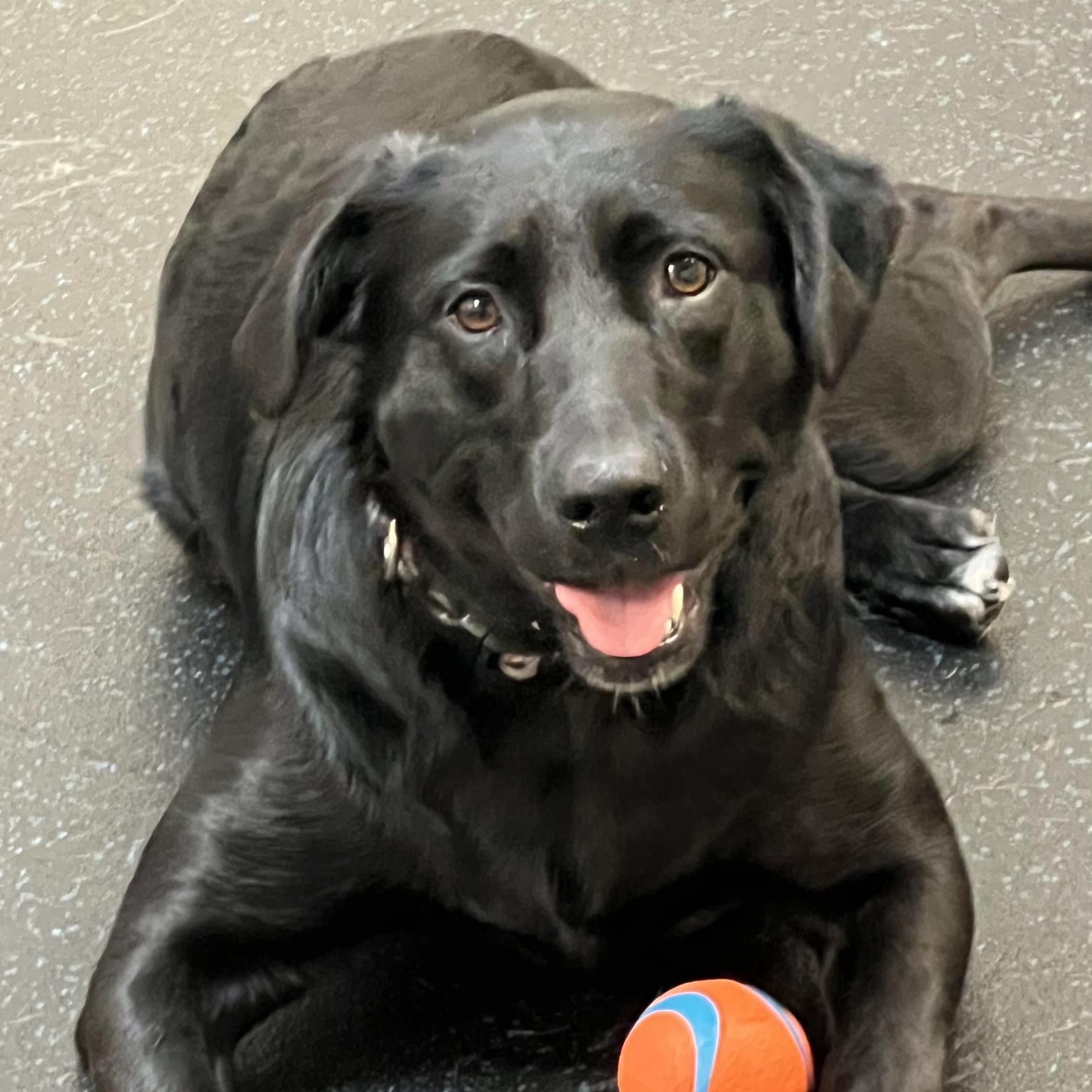 Enlarge Missy, a ADOPTABLE mixed breed in San Francisco, CA image 3/4