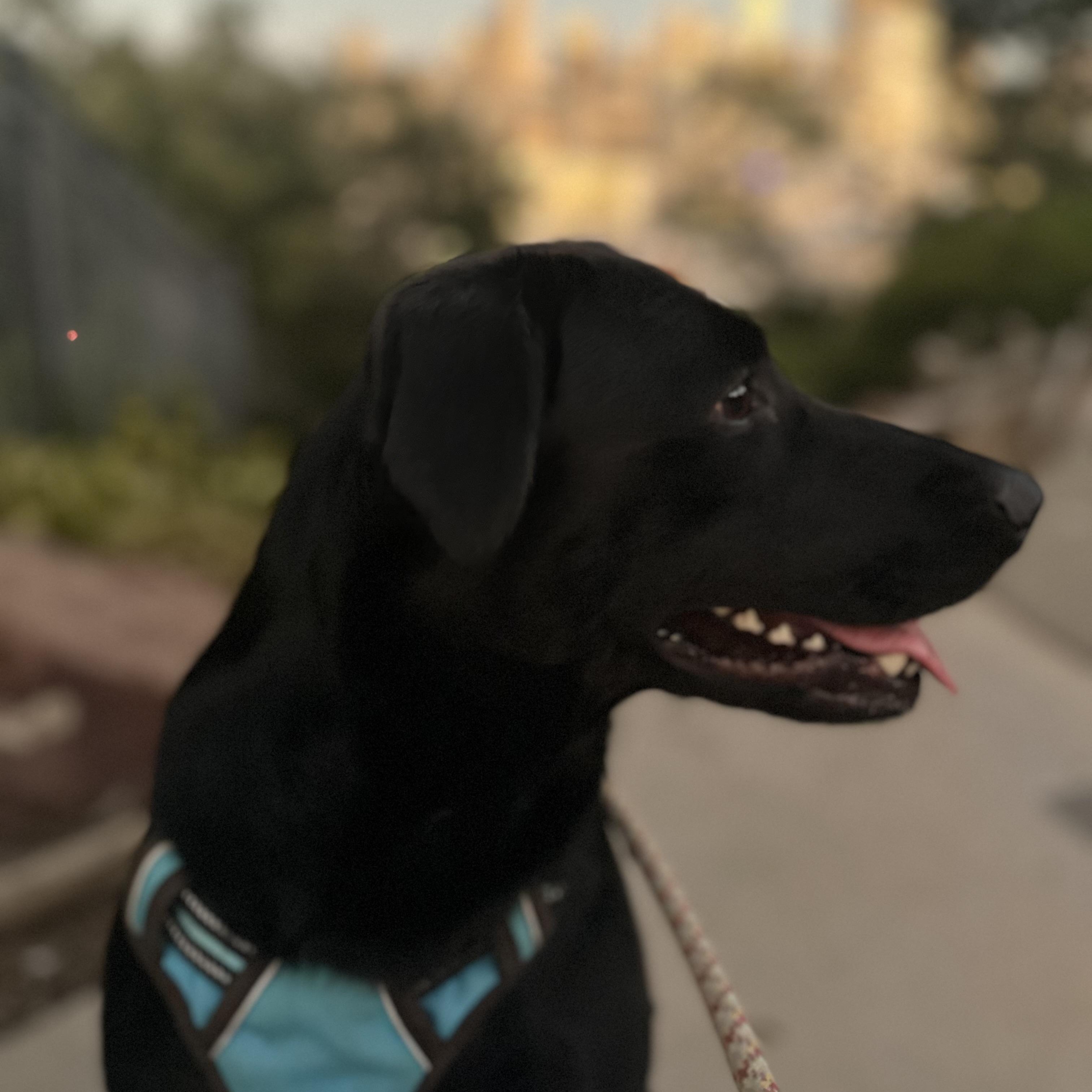 Enlarge Missy, a ADOPTABLE mixed breed in San Francisco, CA image 2/4