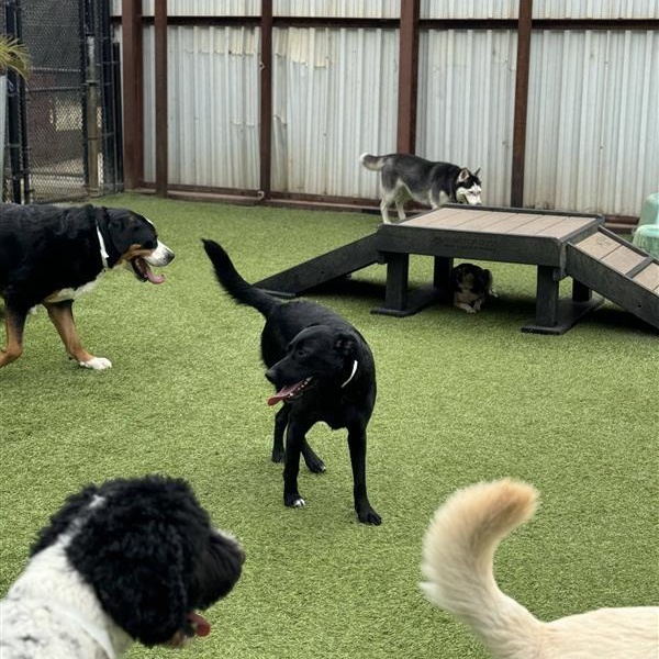 Enlarge Missy, a ADOPTABLE mixed breed in San Francisco, CA image 4/4