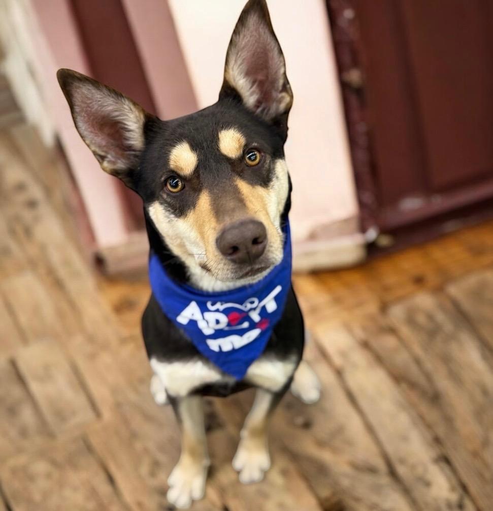 Makemake, a Adoptable Australian Kelpie in Columbia, IL image 1/3