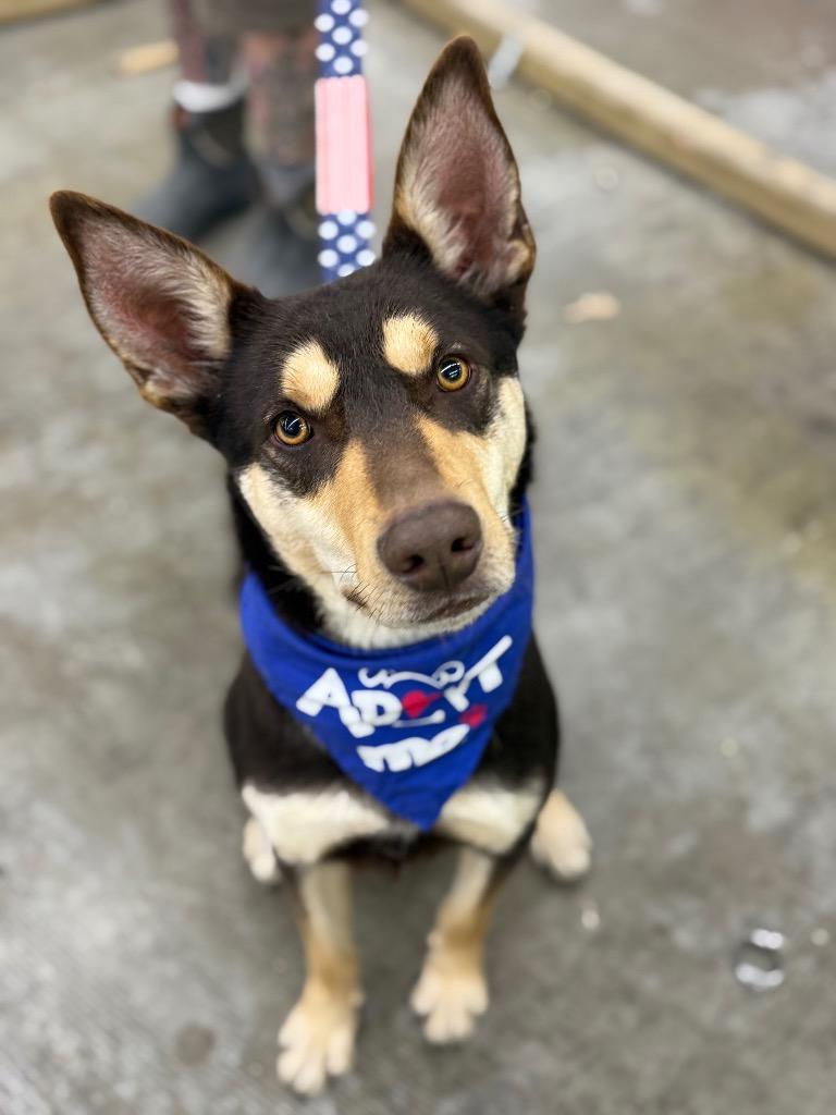 Makemake, a Adoptable Australian Kelpie in Columbia, IL image 3/3