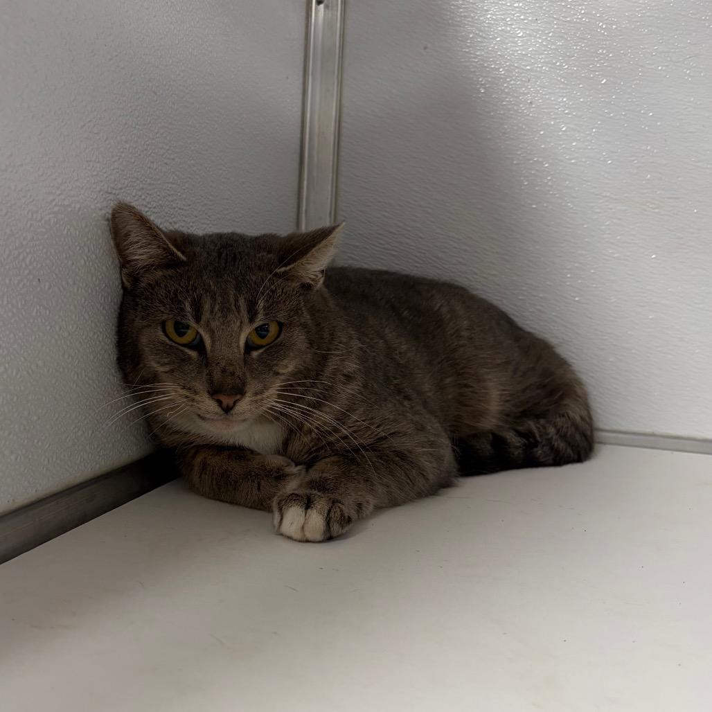 Frogger, Adoptable, Adult Male Domestic Short Hair.