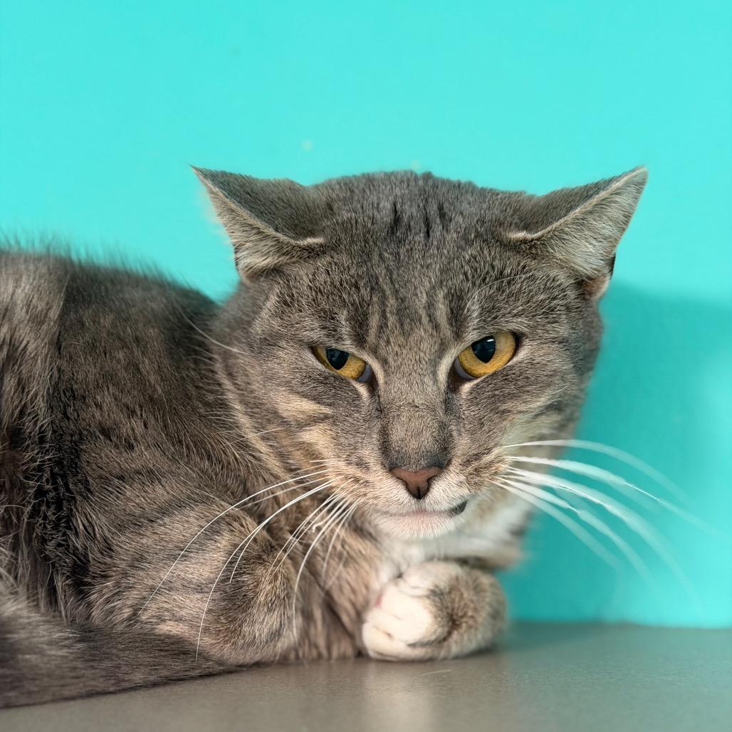 Enlarge Frogger, a Adoptable mixed breed in Binghamton, NY image 2/4