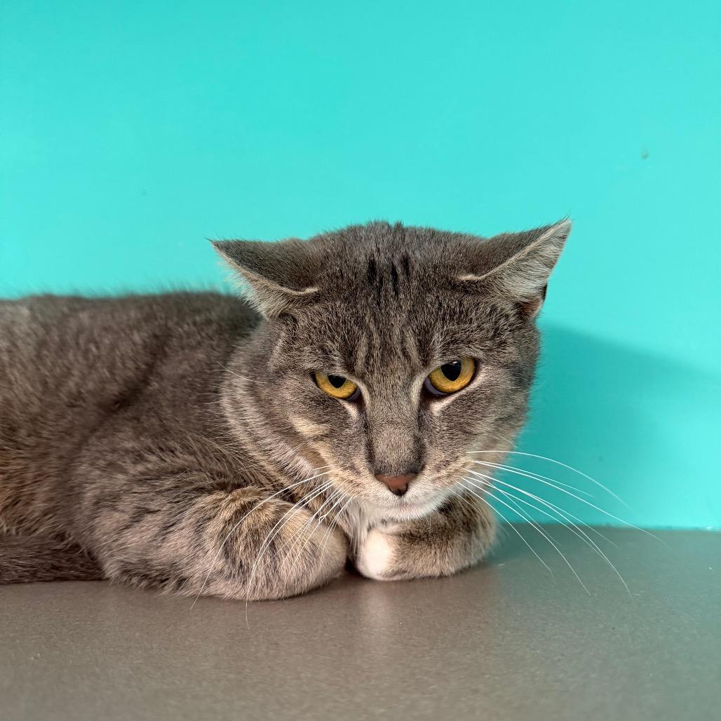 Enlarge Frogger, a Adoptable mixed breed in Binghamton, NY image 3/4