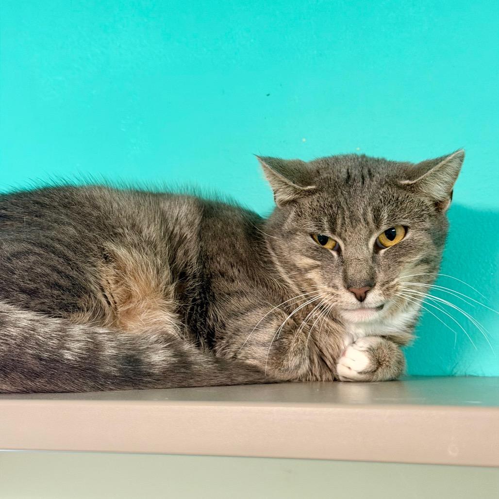 Enlarge Frogger, a Adoptable mixed breed in Binghamton, NY image 4/4