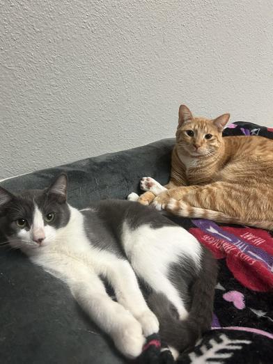 Enlarge Sonny, an adoptable mixed breed in Liverpool, TX image 5/6