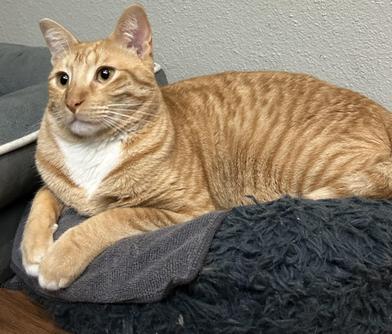 Enlarge Sonny, an adoptable mixed breed in Liverpool, TX image 2/6