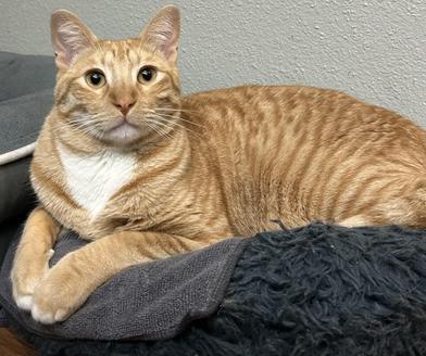 Enlarge Sonny, an adoptable mixed breed in Liverpool, TX image 1/6