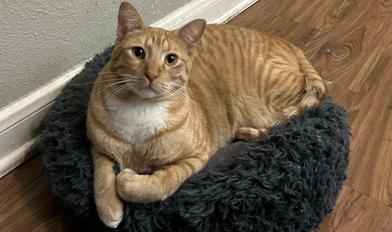 Enlarge Sonny, an adoptable mixed breed in Liverpool, TX image 3/6