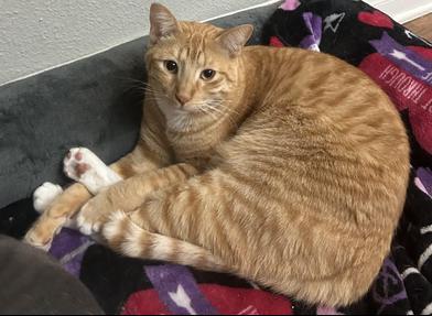 Enlarge Sonny, an adoptable mixed breed in Liverpool, TX image 4/6