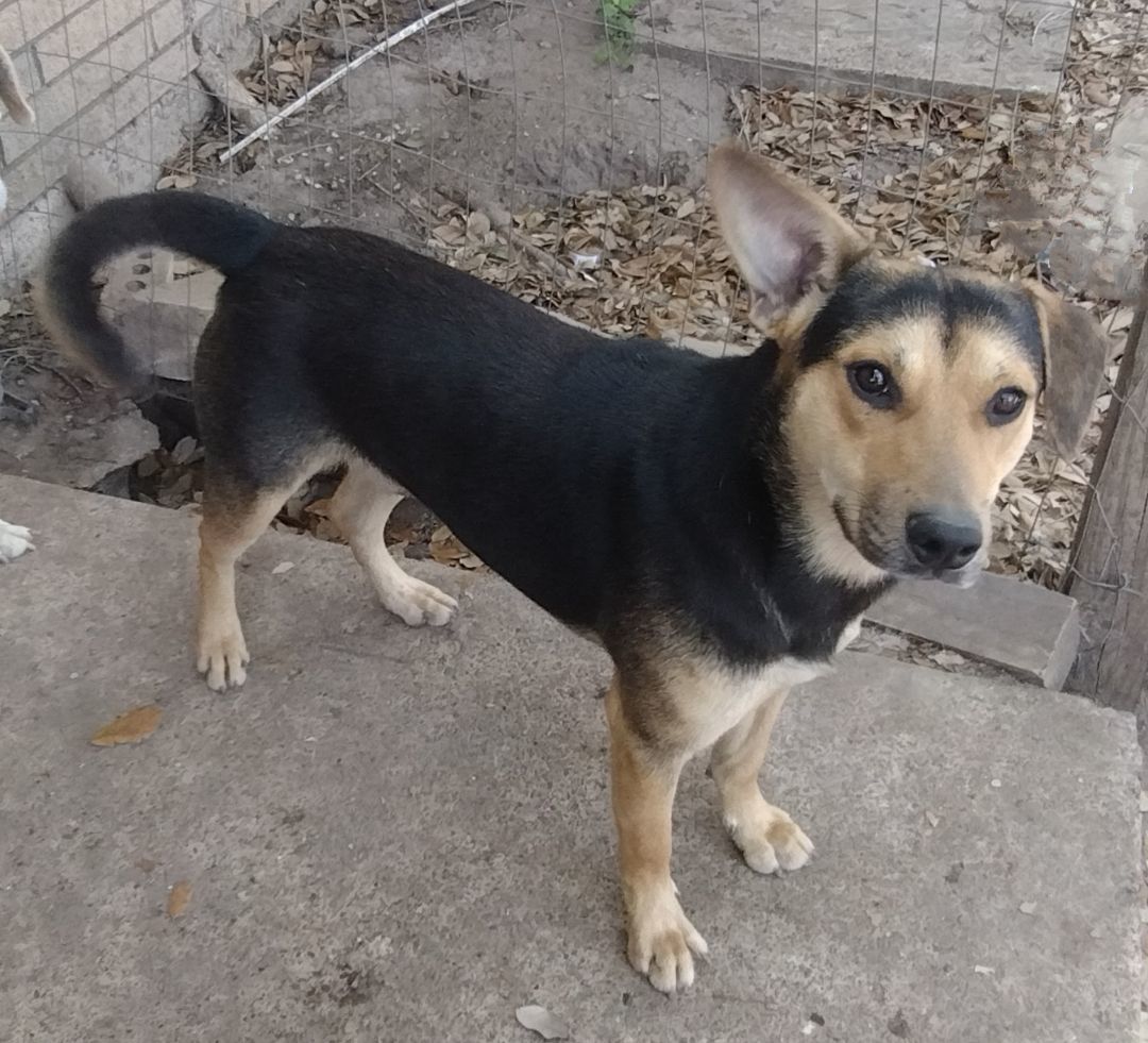 Chase, Adoptable, Young Male German Shepherd Dog.