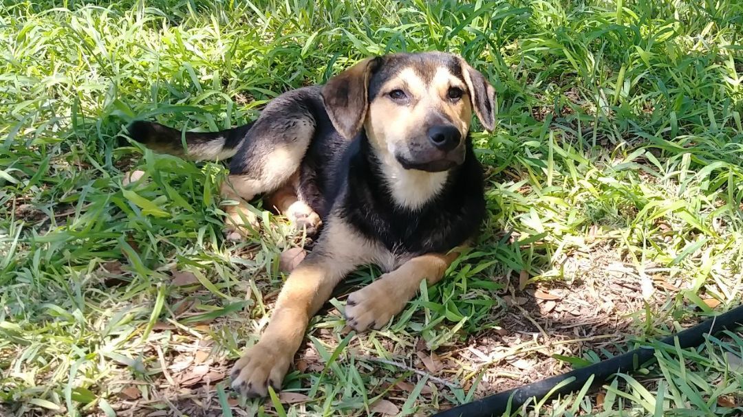 Enlarge Chase, a Adoptable German Shepherd Dog in Donna, TX image 2/6