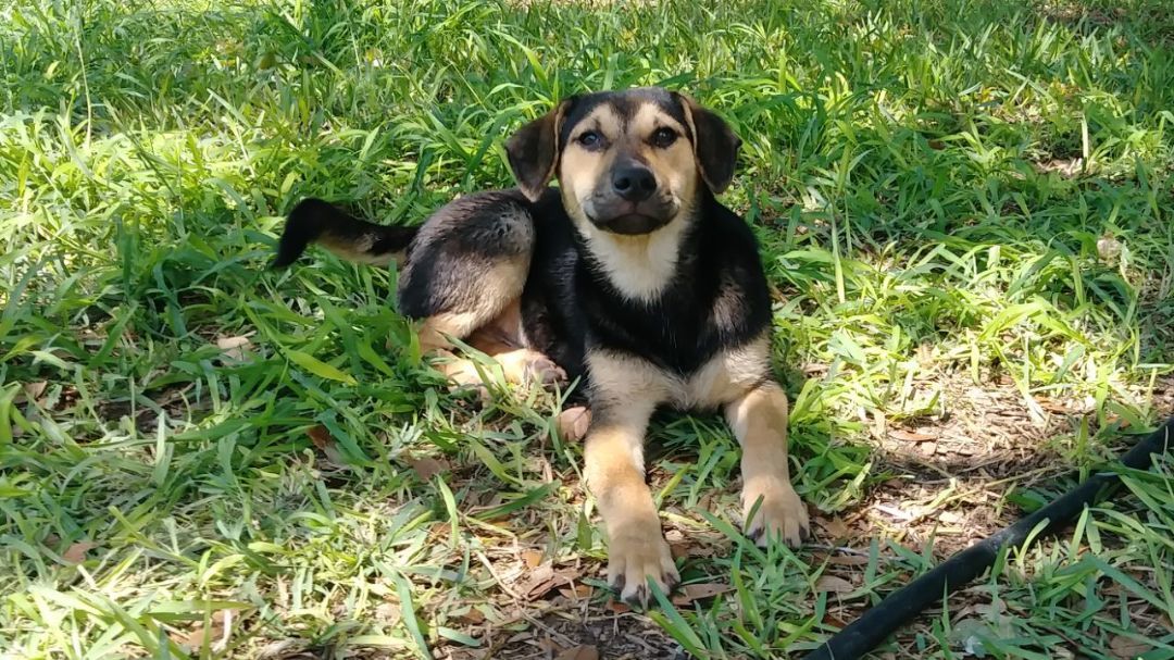 Enlarge Chase, a Adoptable German Shepherd Dog in Donna, TX image 3/6