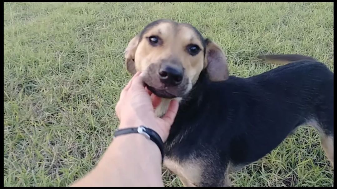 Enlarge Chase, a Adoptable German Shepherd Dog in Donna, TX image 4/6