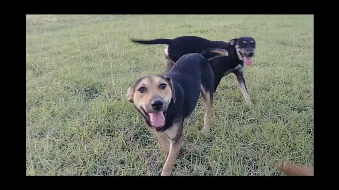 Enlarge Chase, a Adoptable German Shepherd Dog in Donna, TX image 5/6