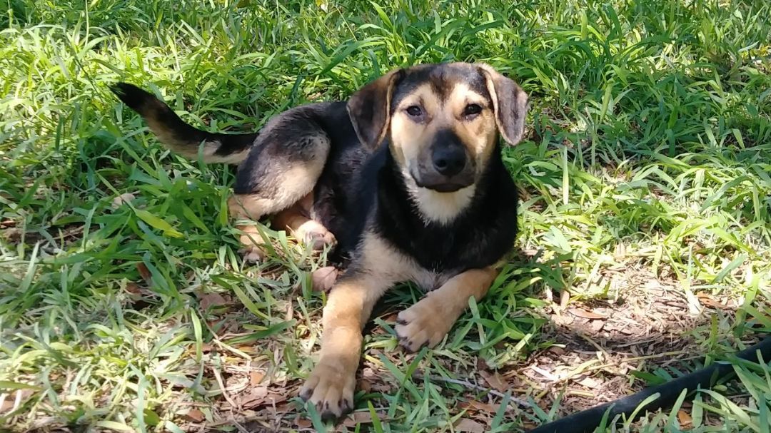 Enlarge Chase, a Adoptable German Shepherd Dog in Donna, TX image 6/6