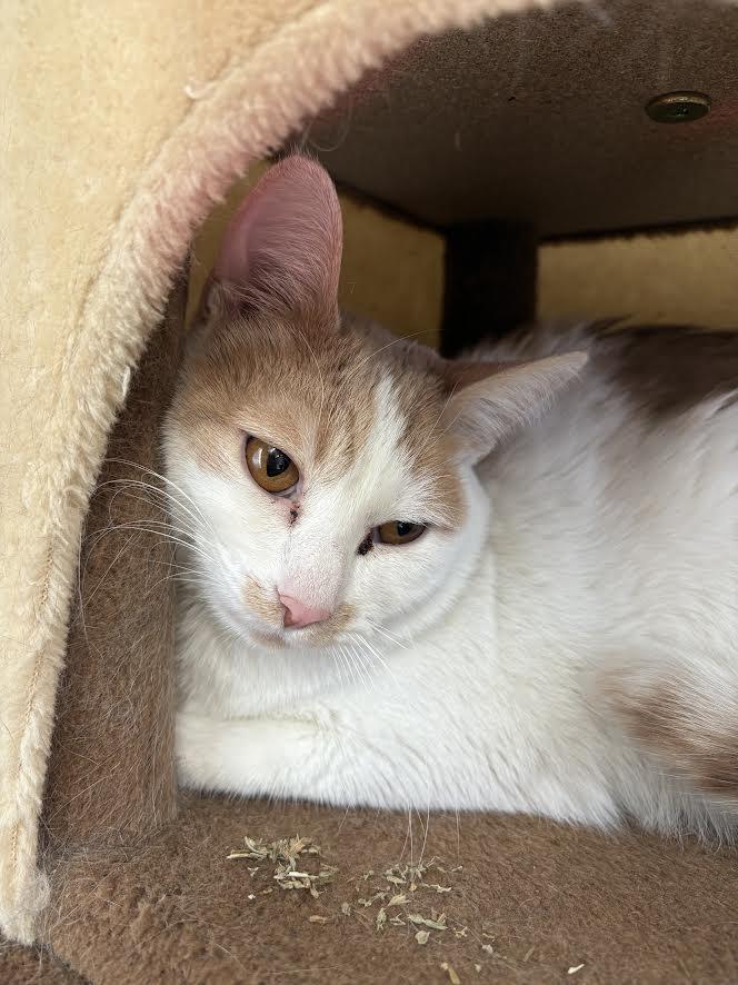 Enlarge Ozzie, a Adoptable Domestic Short Hair in Carson City, NV image 1/2