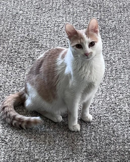 Enlarge Ozzie, a Adoptable Domestic Short Hair in Carson City, NV image 2/2