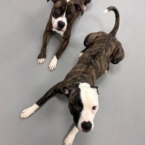 Enlarge Mia, an adopted mixed breed in Mississauga, ON image 4/5