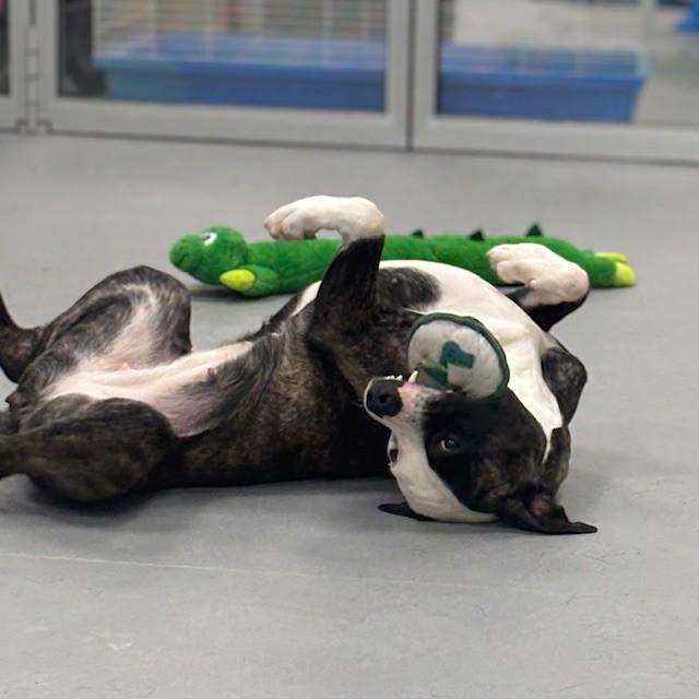 Enlarge Mia, an adopted mixed breed in Mississauga, ON image 2/5