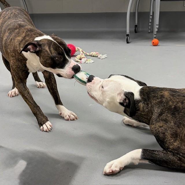 Enlarge Mia, an adopted mixed breed in Mississauga, ON image 5/5