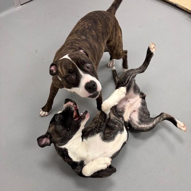 Enlarge Mia, an adopted mixed breed in Mississauga, ON image 3/5