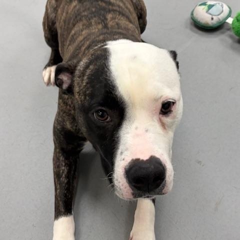 Mia, adopted, Adult Female American Bully.