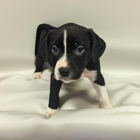 Enlarge BADGER, a Adoptable mixed breed in Clinton Township, MI image 1/1