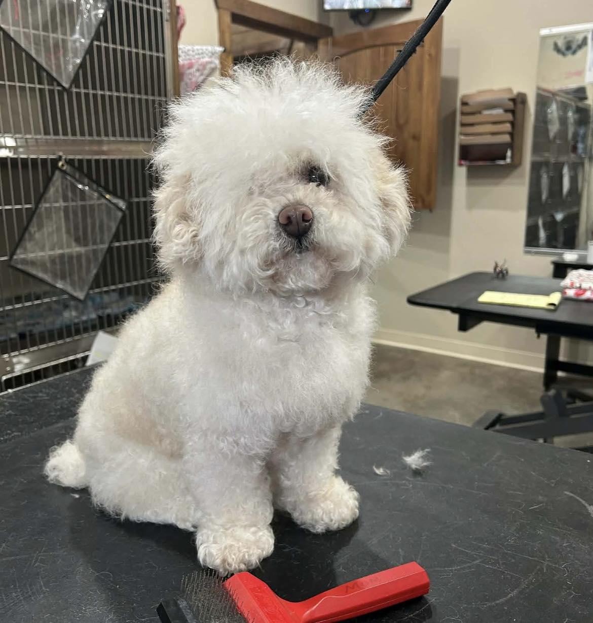 Little Bit, Adoptable, Adult Male Miniature Poodle.