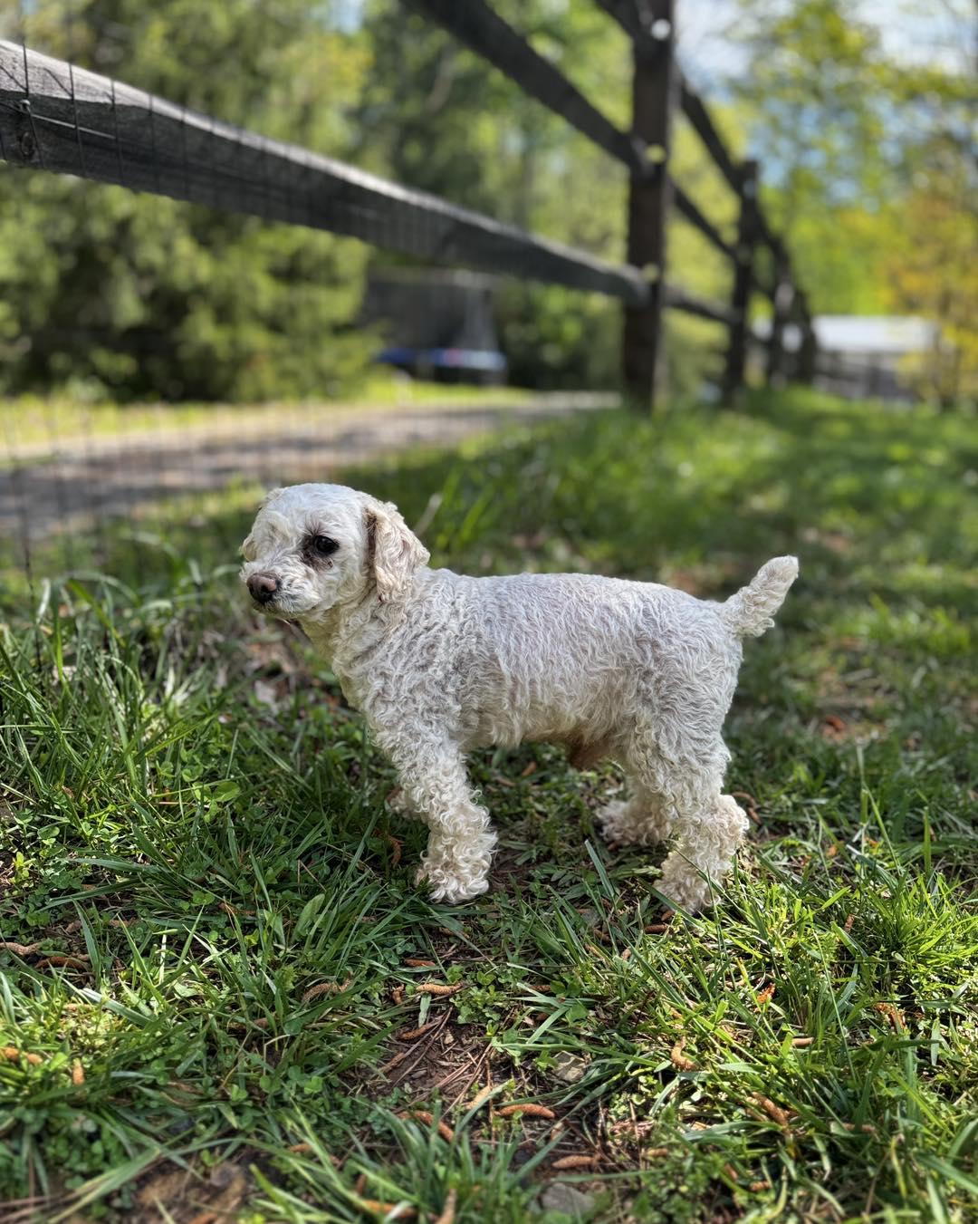 Little Bit, Adoptable, Adult Male Miniature Poodle.