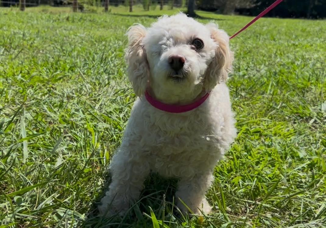 Enlarge Little Bit, a Adoptable Miniature Poodle in Pittsboro, NC image 2/6