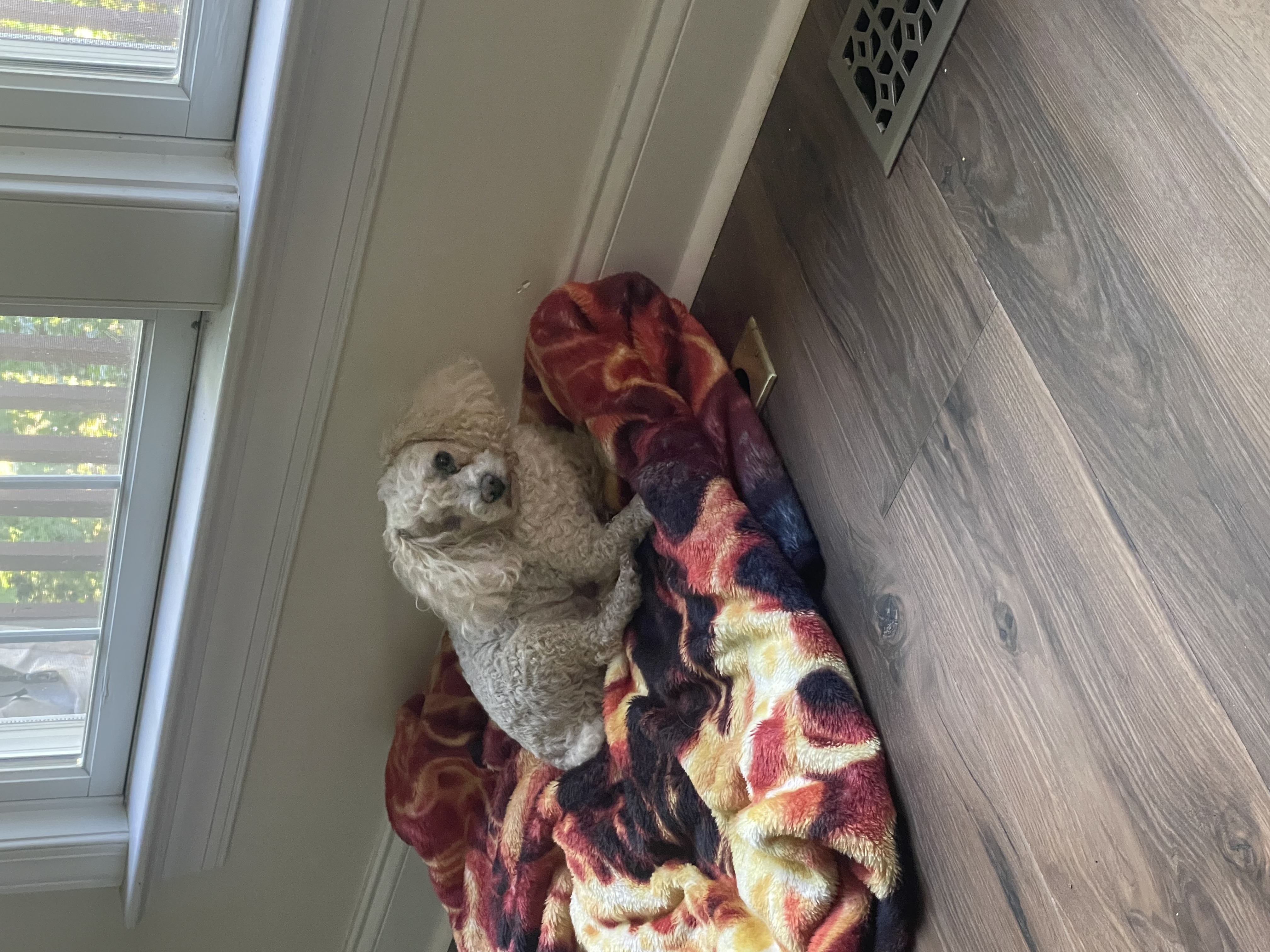 Enlarge Little Bit, a Adoptable Miniature Poodle in Pittsboro, NC image 6/6