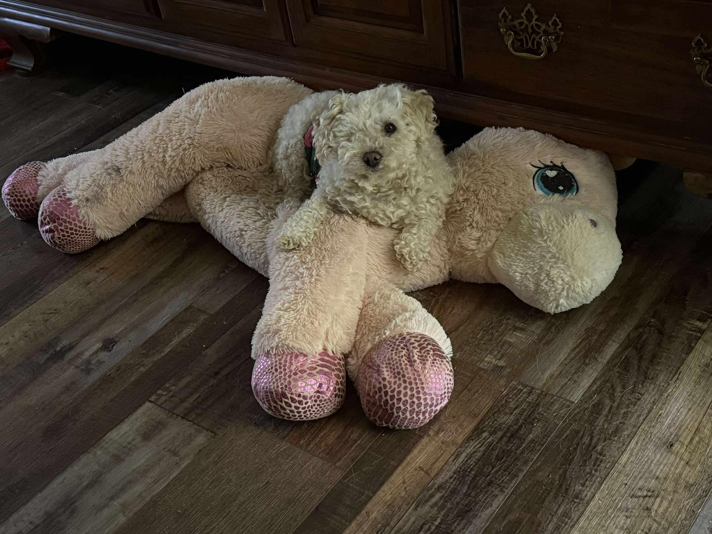 Enlarge Little Bit, a Adoptable Miniature Poodle in Pittsboro, NC image 3/6