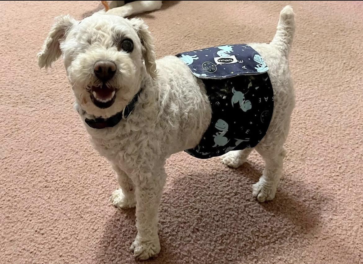 Enlarge Little Bit, a Adoptable Miniature Poodle in Pittsboro, NC image 4/6