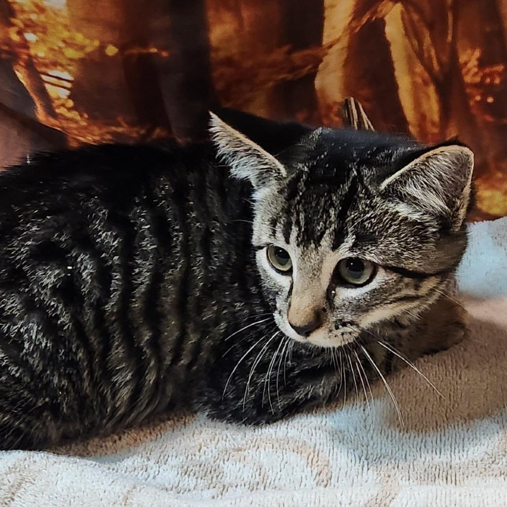 Enlarge Nandi Bear, a Adoptable Domestic Short Hair in Brighton, MO image 1/4