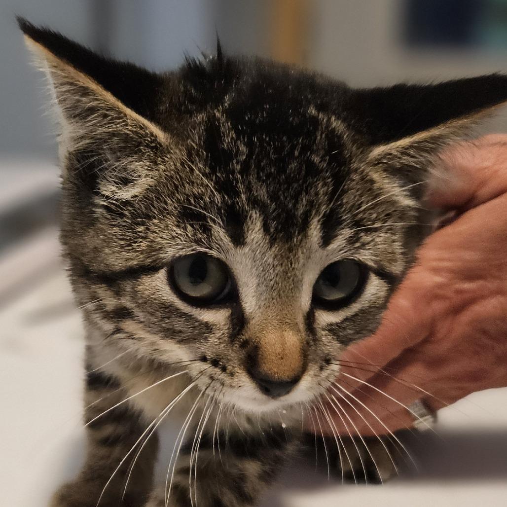 Enlarge Nandi Bear, a Adoptable Domestic Short Hair in Brighton, MO image 4/4