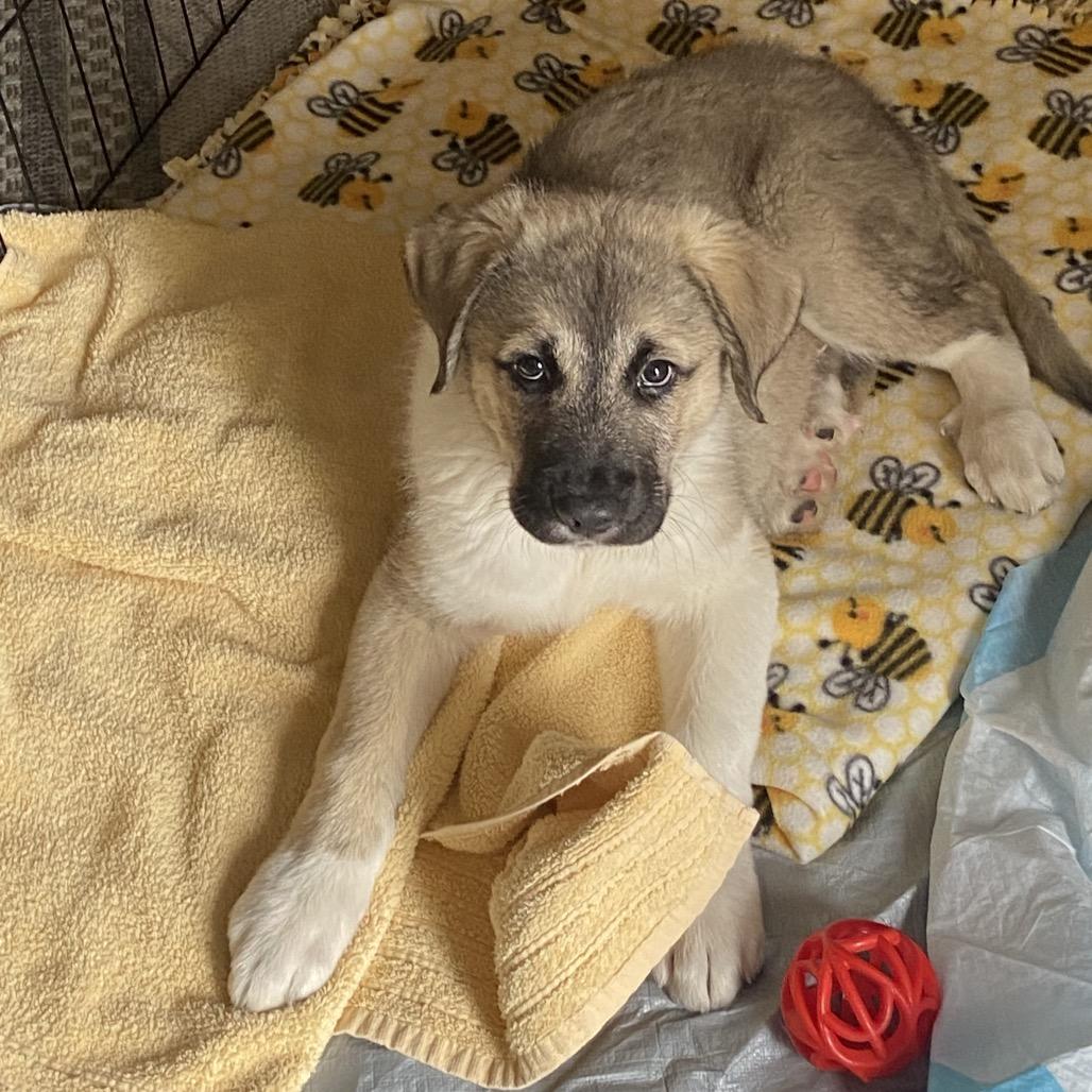 Enlarge Everest, a Adoptable mixed breed in Cashmere, WA image 1/1