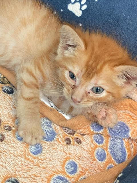 Artie (Double Trouble Deja Vu Litter), Adoptable, Kitten Male Domestic Short Hair.