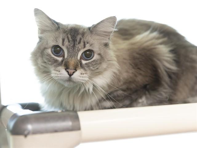 ROMEO, Adoptable, Adult Male Domestic Short Hair.