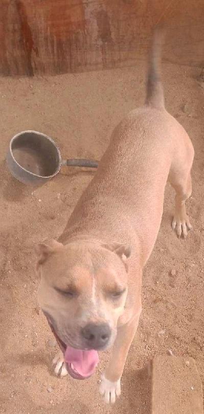 Enlarge Dandie, a Adoptable Pit Bull Terrier in Eagle, ID image 4/6