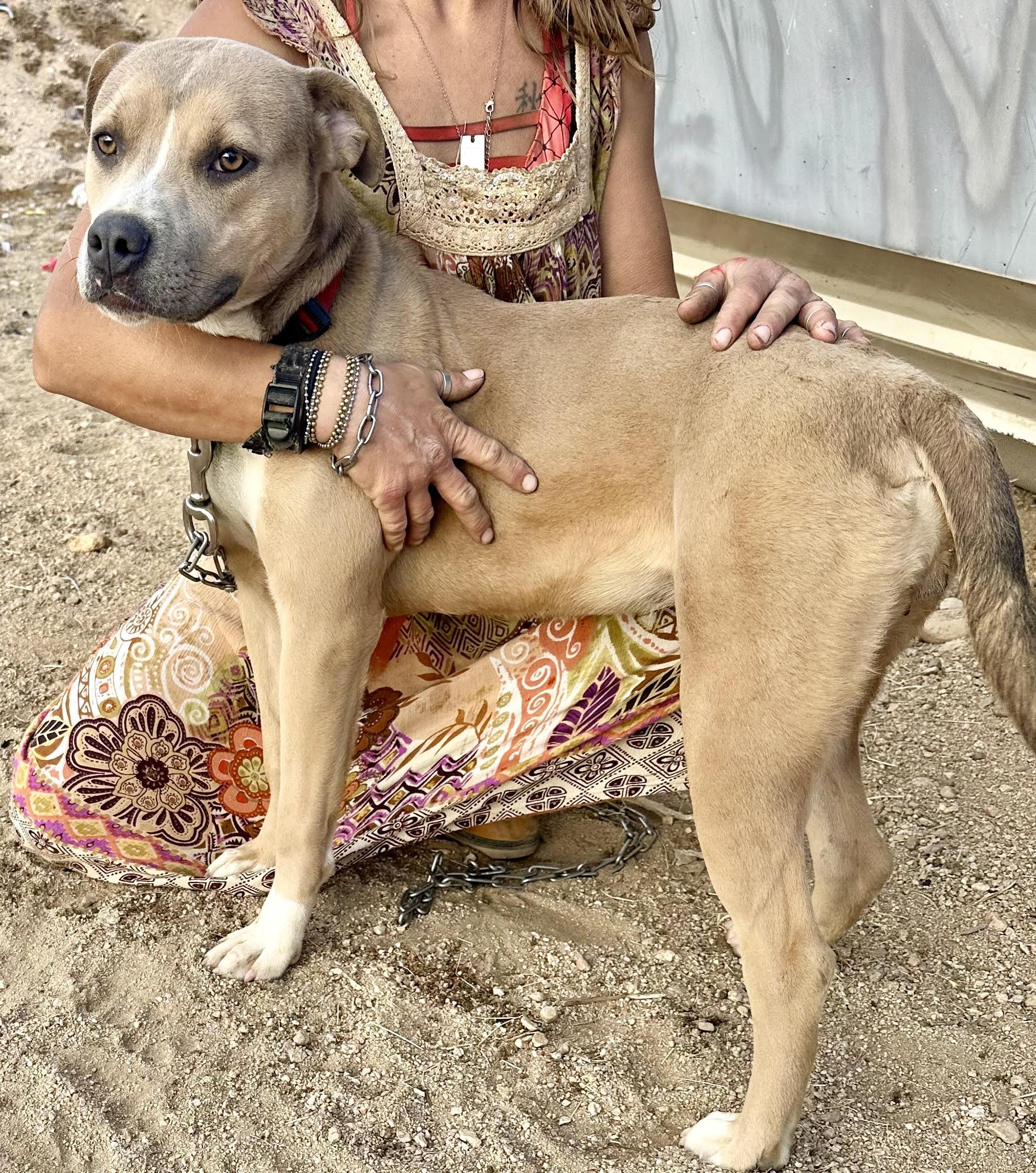 Dandie, Adoptable, Adult Female Pit Bull Terrier.