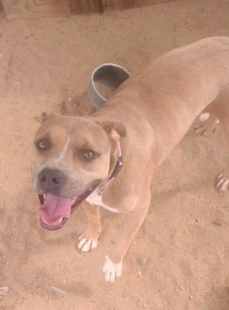 Enlarge Dandie, a Adoptable Pit Bull Terrier in Eagle, ID image 6/6
